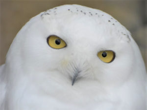 ある動物園のシロフクロウの好物がインパクト強烈すぎて良からぬ想像ばかりしてしまうんだがww