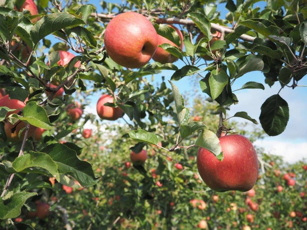 りんご農家さんが「こんなリンゴはじめて見た」と投稿した一枚の写真が凄い！！「一度でいいから食べてみたい・・」