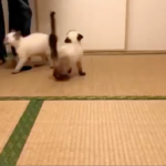 物凄い勢いで餌をがっつく子猫ちゃん・・よくあるおもしろ動画かと思ったら、隠された切なすぎる真実があった！