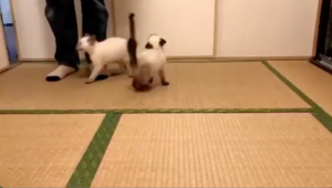 物凄い勢いで餌をがっつく子猫ちゃん・・よくあるおもしろ動画かと思ったら、隠された切なすぎる真実があった！