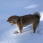 わんこが初めて雪に触った結果・・・「ワンちゃんのこんな動き初めてみた(笑)」「たまらん!」