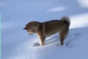わんこが初めて雪に触った結果・・・「ワンちゃんのこんな動き初めてみた（笑）」「たまらん！」