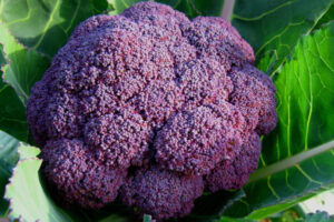 寒さに当たって『紫色になったブロッコリー』は・・・え！マジか！！
