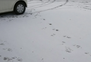 出勤したら駐車場が・・・寒さの影響でとんでもないことに！！「デイアフタートゥモローの世界。笑」
