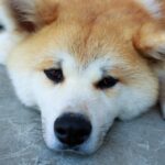 飼い犬の歩き方がおかしかったので、動物病院で診察代約4万円をかけて調べた結果・・・え?!