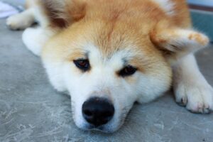 飼い犬の歩き方がおかしかったので、動物病院で診察代約４万円をかけて調べた結果・・・え？！