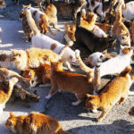 集合住宅で「家にたくさん猫がいる」と言う子供。管理会社が確認したら・・・