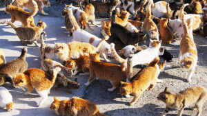 集合住宅で「家にたくさん猫がいる」と言う子供。管理会社が確認したら・・・