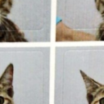 予防接種をするとサービスで写真撮って16分割のシールにしてくれる動物病院。→猫ちゃんの表情がたまらない!(笑)