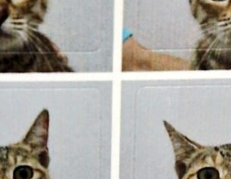 予防接種をするとサービスで写真撮って16分割のシールにしてくれる動物病院。→猫ちゃんの表情がたまらない！（笑）