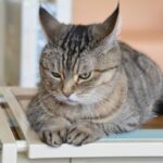 「虐待の可能性もあります」とある愛護団体が勧める『猫の避妊方法』に獣医師が激怒しています・・!