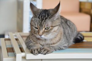 「虐待の可能性もあります」とある愛護団体が勧める『猫の避妊方法』に獣医師が激怒しています・・！