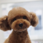 愛犬のトリミングで今回顔剃ってみますかという提案に軽いノリでOKしたら・・・え?!