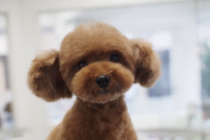 愛犬のトリミングで今回顔剃ってみますかという提案に軽いノリでOKしたら・・・え？！