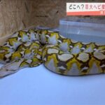 行方不明だった巨大ヘビを無事発見!!→とある専門家の推理がハンパなかった・・!!