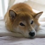 絶対ダメ!!よく食べられているあの食材が実は『人間以外には猛毒』らしい。覚えておいて欲しい