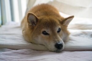 絶対ダメ！！よく食べられているあの食材が実は『人間以外には猛毒』らしい。覚えておいて欲しい