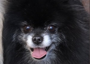 ペットショップに『０円』で売られていたポメラニアン。その理由が・・・