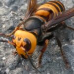 窓から飛び込んできたスズメバチを瞬殺した方法に・・・マジか!!