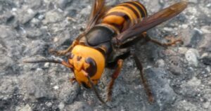 窓から飛び込んできたスズメバチを瞬殺した方法に・・・マジか！！