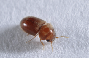 部屋の中に大量発生した『シバンムシ』→原因は何と馴染み深いまさかの『アレ』・・・