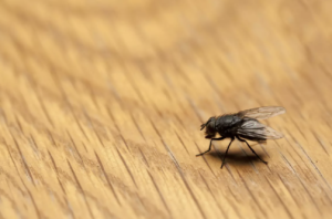 「これを置いたらコバエが居なくなった」と祖母がいうので見てみたら・・・んっ？！