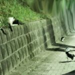 深夜に飼い猫が脱走してしまい見付からなくて泣きながら近くにいたノラ猫に話しかけたらその直後驚愕の出来事が・・!