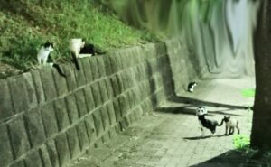 深夜に飼い猫が脱走してしまい見付からなくて泣きながら近くにいたノラ猫に話しかけたらその直後驚愕の出来事が・・！