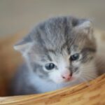 こねこがあまりご飯を食べなくなったので慌てて半休取って病院に駆け込んだら→医師からまさかの事実を告げられ・・・