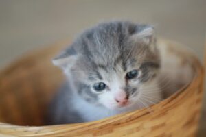 こねこがあまりご飯を食べなくなったので慌てて半休取って病院に駆け込んだら→医師からまさかの事実を告げられ・・・