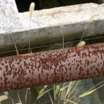 道端でふと水溜りを覗くと・・・ぎゃあぁぁぁあああ!「アカンてこれは、、」