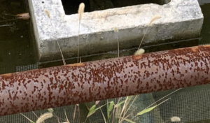 道端でふと水溜りを覗くと・・・ぎゃあぁぁぁあああ！「アカンてこれは、、」