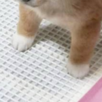 たまらない!!!(笑)悶絶必至のトイレで踏ん張る豆柴ちゃんの姿がこちら・・・