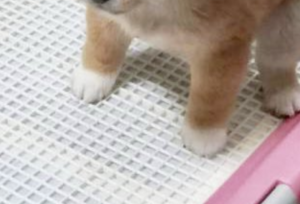 たまらない！！！（笑）悶絶必至のトイレで踏ん張る豆柴ちゃんの姿がこちら・・・