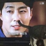 ただそこに居ただけなのに・・・『テレビの映像と奇跡的に重なってしまった猫達』7選に腹筋崩壊(笑)