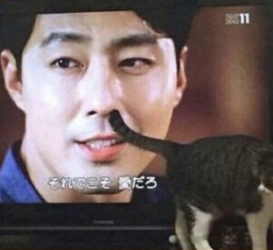 ただそこに居ただけなのに・・・『テレビの映像と奇跡的に重なってしまった猫達』７選に腹筋崩壊（笑）