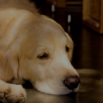 急に立てなくなり2日後に呼吸が止まってしまった犬。→原因はまさかの『あの食べ物』で・・・