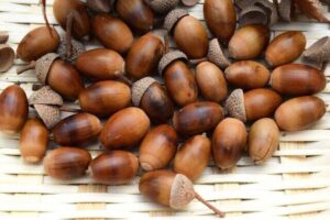 『マジ危険』子供が拾ってきたどんぐりをそのまま放置したら・・・ゾッとした話。