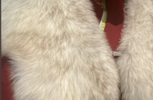 「地元で成人式してきた。人生で1番モテた」→見てみたら・・・これはスゴイ（笑）