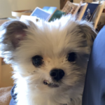 「噛むから要らない」と保健所に連れてこられた犬。新しい飼い主がつけた名前が・・・