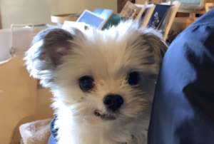 「噛むから要らない」と保健所に連れてこられた犬。新しい飼い主がつけた名前が・・・