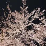 インスタでどこかのカップルが「おすすめの夜桜スポットに連れてきてもらった」と投稿したその場所は・・・え。