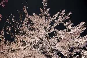 インスタでどこかのカップルが「おすすめの夜桜スポットに連れてきてもらった」と投稿したその場所は・・・え。