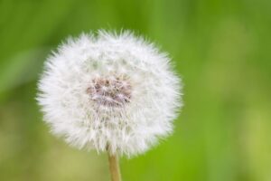 タンポポの綿毛を水につけると・・・→動画に「何だこれ！？」「凄すぎるー！！」