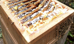 ５年以上置きっぱなしにしていたミツバチ用の古い巣箱を見てみたら・・・なんじゃこりゃあぁ！