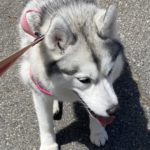 踏切を通過した愛犬が「ギャン!!」と鳴いた。。原因はなんと・・・