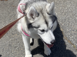 踏切を通過した愛犬が「ギャン!!」と鳴いた。。原因はなんと・・・