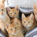 「これじゃ救われる命も救われない・・」保護猫を譲渡している所を尋ねたら、その後の対応に絶句する事に・・・