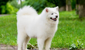 サモエドの換毛期に毛をケアしたら・・・えぇぇぇっ！！（笑）