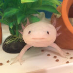 「ウーパールーパーをペアで飼ってたら、、」続く展開に驚きが隠せない・・・